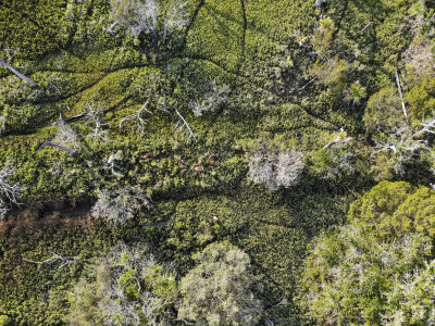 Drone photos of deer in high marsh