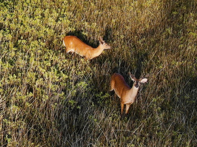 Drone photos of deer in high marsh