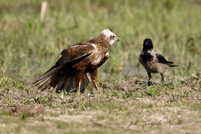 Falco di palude (Circus aeruginosus)