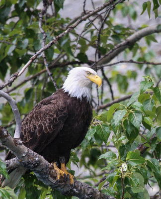 Eagle on the Kenai River