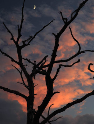 Sunset & Moonrise thru the branches