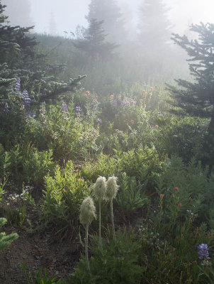 Foggy Fields & early subalpine blooms