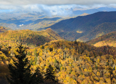 Golden Hillsides