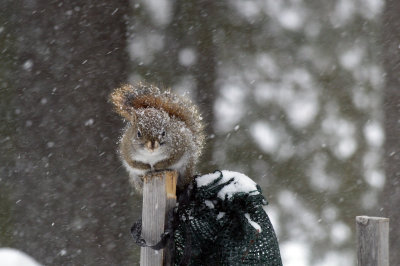 Long (too long) winter