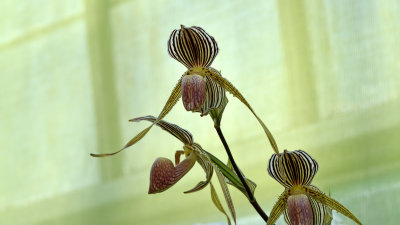 Le retour des orchidées