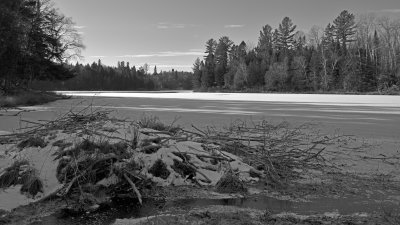 Beaver lodge with running water