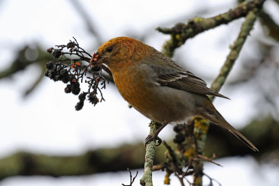 Pine Grosbeak, Pinicola enucleator (Tallbit)
