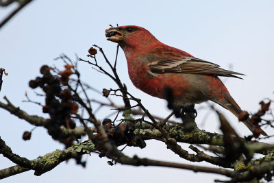 Pine Grosbeak, Pinicola enucleator (Tallbit)
