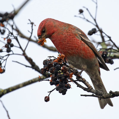 Pine Grosbeak, Pinicola enucleator (Tallbit)