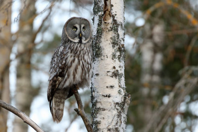 Great Grey Owl, Strix nebulosa (Lappuggla)