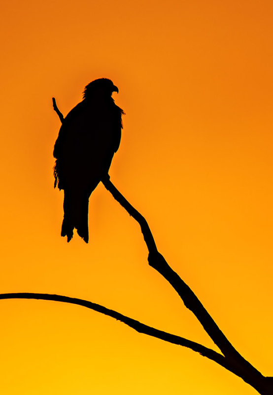 Black Kite (Milvus migrans) at Dawn
