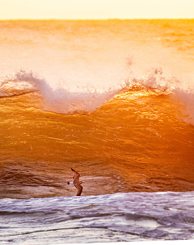 Sunset Wave Rider