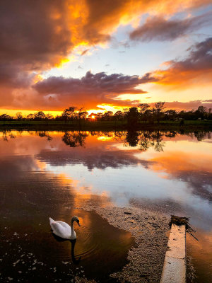 Same Swan, Different Sunset