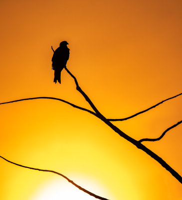 Black Kite(Milvus migrans) at Dawn