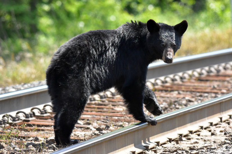 Black_bear