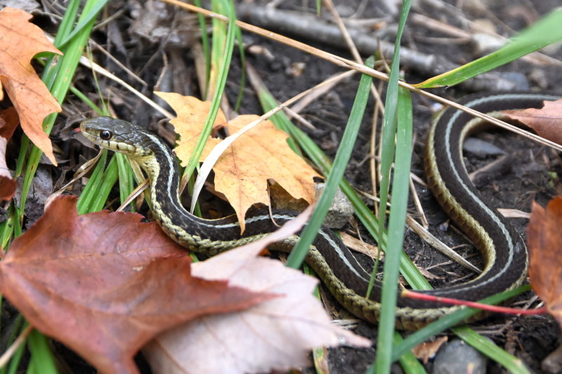 Garter_snake