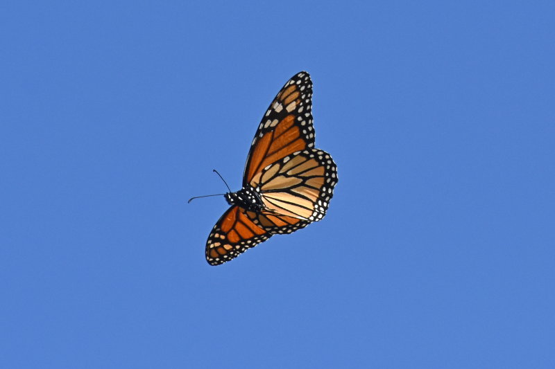 Monarch_in_flight_26_Sept_2019a.JPG