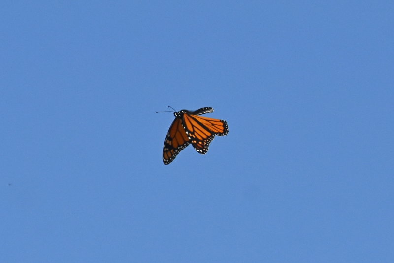 Monarch_in_flight_26_Sept_2019b.JPG