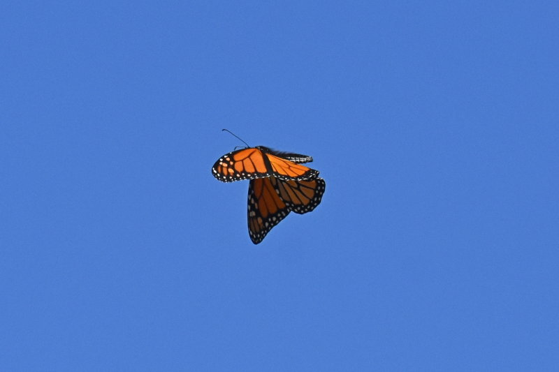 Monarch_in_flight_26_Sept_2019g.JPG