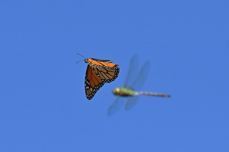 Monarch_in_flight_26_Sept_2019i.JPG