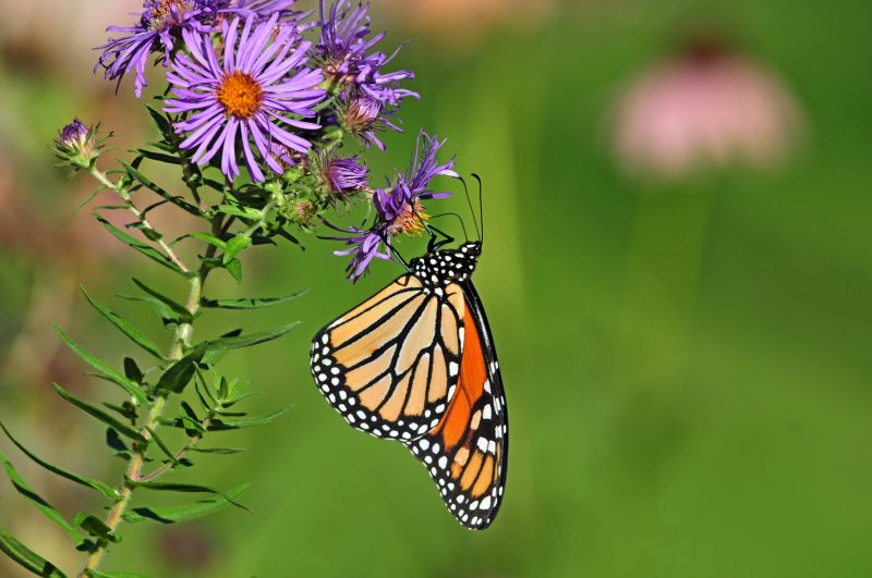 Monarch_2014b.jpg