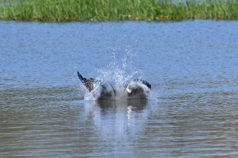 Splashdown
