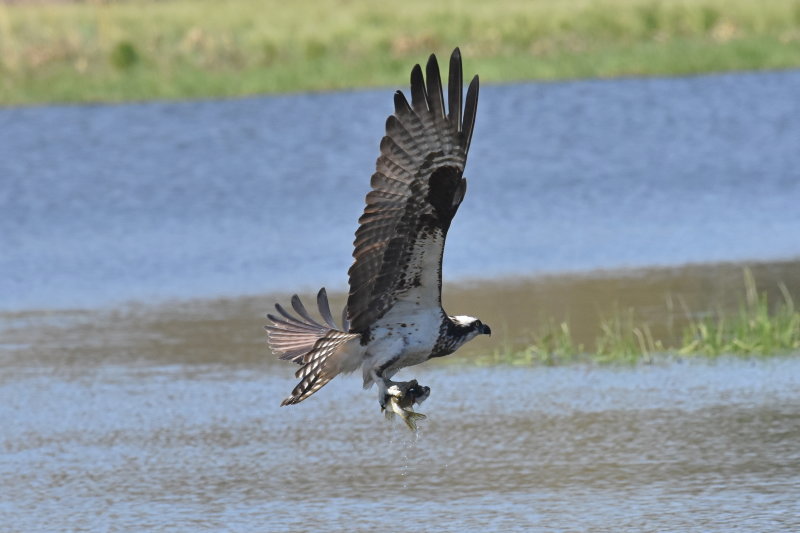 Taking dinner back to the nest