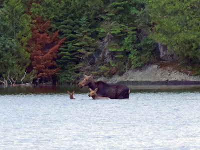 Moose_crossing