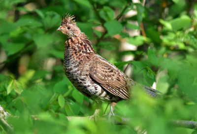 Ruffed_grouse