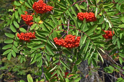 Mountain_Ash_berries