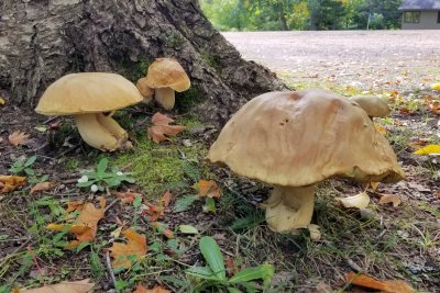 Haven_Falls_fungus
