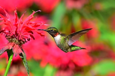RT_Hummingbird_July_2017a.jpg