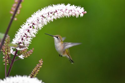 Rubythroated_Hummingbird_16_Sept_2016b.jpg