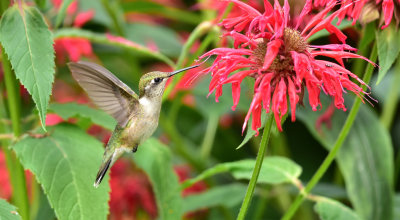 RT_Hummingbird_3_August_2015a2.jpg