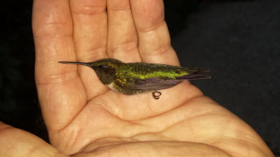 Hummingbirds