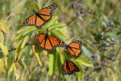 Monarchs_roosting_26_Sept_2019b.JPG