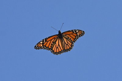 Monarch_in_flight_26_Sept_2019c.JPG