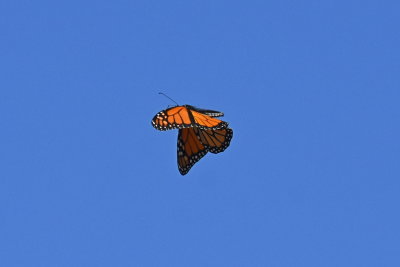 Monarch_in_flight_26_Sept_2019g.JPG