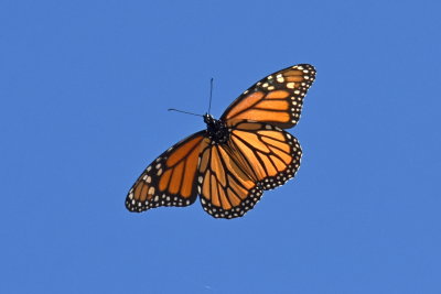 Monarch_7_Oct_2019a.JPG