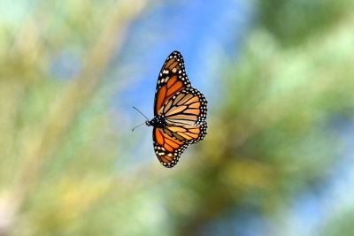 Monarch_7_Oct_2019b.JPG