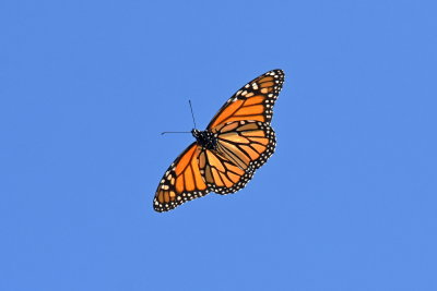 Monarch_7_Oct_2019c.JPG