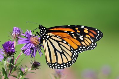 Monarch_2014a.jpg