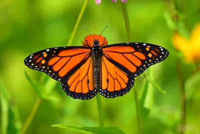 Monarch_butterfly_male_2017a.jpg
