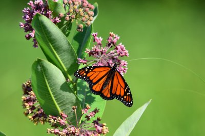 Lepidoptera