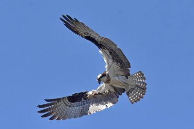 Osprey catching dinner