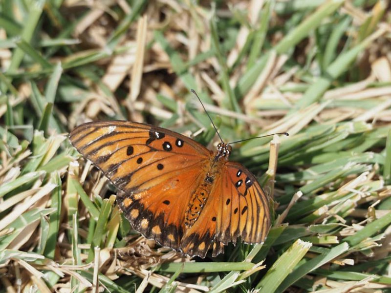 Butterfly 1312018