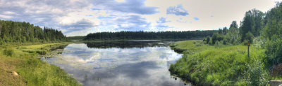 Boreal forest panorama