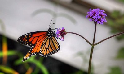 Nature_A024837