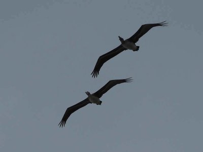 Nature_C220647cr