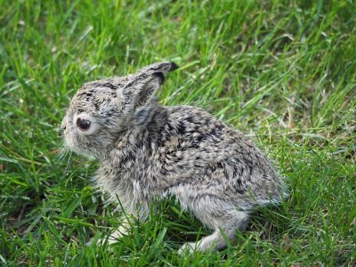 Leveret_6170337